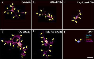 Adhesion of retinal cells to gold surfaces by biomimetic molecules